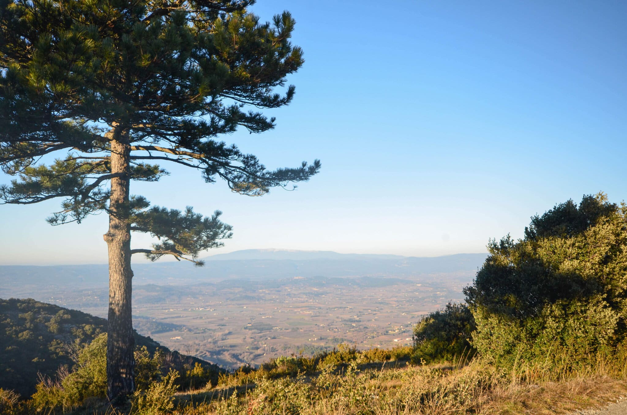 Forêt des cèdres du Luberon - Pine